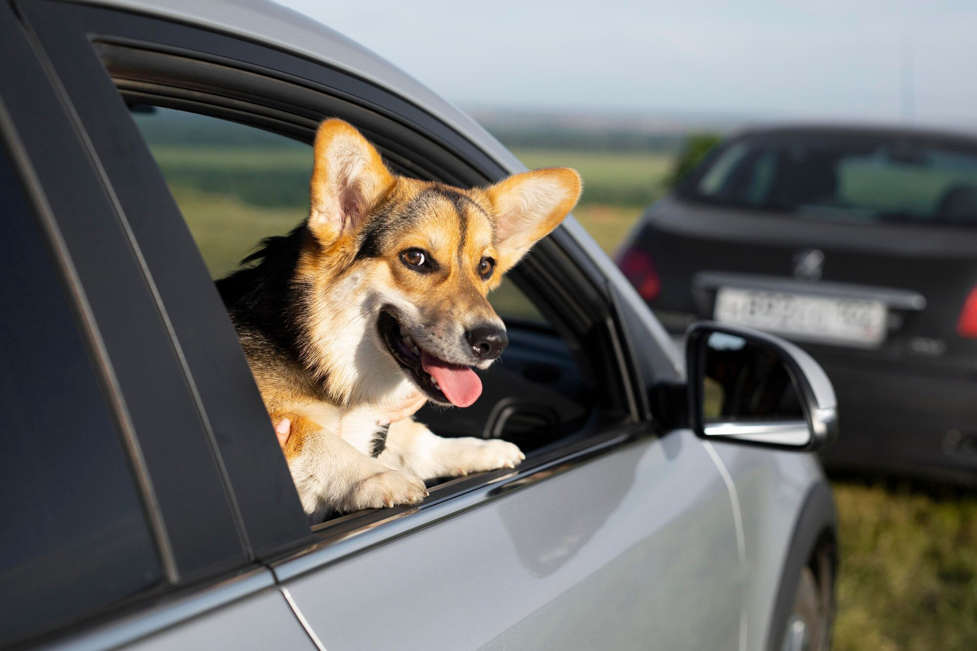 Taxi pour transport d'animaux